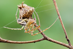 Herbstspinne Metellina segmentata