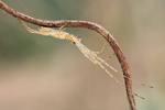 Streckerspinne Tetragnatha extensa