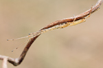 Streckerspinne Tetragnatha extensa