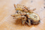 Zartspinne Anyphaena accentuata