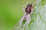 Herbstspinne Metellina mengei