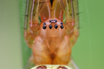 Wellenbindige Streckerspinne Tetragnatha montana