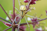 Kugelspinne Enoplognatha lineata