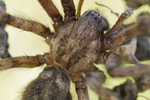 Mauerwinkelspinne Tegenaria parientina