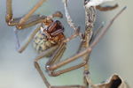 Große Winkelspinne Tegenaria atricia