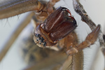 Große Winkelspinne Tegenaria atricia