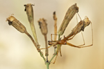 Gemeine Baldachinspinne Linyphia triangularis