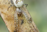 Herbstspinne Metellina segmentata