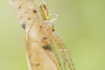 Herbstspinne Metellina segmentata