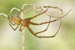 Herbstspinne Metellina segmentata