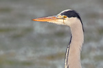 Graureiher Ardea cinerea