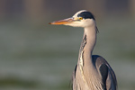 Graureiher Ardea cinerea