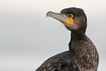 Kormoran Phalacrocorax carbo