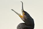 Kormoran Phalacrocorax carbo