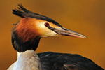 Haubentaucher Podiceps cristatus