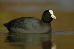 Bläßralle Fulica atra