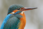 Eisvogel Alcedo atthis