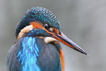 Eisvogel Alcedo atthis