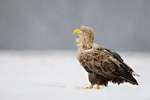 Seeadler Haliaeetus albicilla