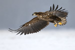 Seeadler Haliaeetus albicilla