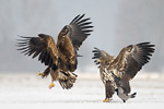 Seeadler Haliaeetus albicilla