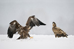 Seeadler Haliaeetus albicilla