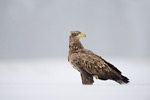 Seeadler Haliaeetus albicilla