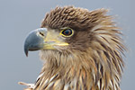 Seeadler Haliaeetus albicilla