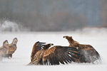 Seeadler Haliaeetus albicilla