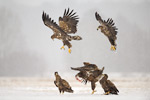 Seeadler Haliaeetus albicilla