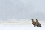 Seeadler Haliaeetus albicilla