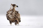 Seeadler Haliaeetus albicilla