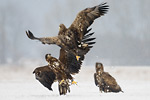 Seeadler Haliaeetus albicilla