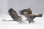 Seeadler Haliaeetus albicilla