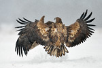 Seeadler Haliaeetus albicilla