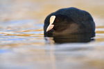 Blässralle Fulica atra