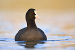 Blässralle Fulica atra