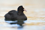 Blässralle Fulica atra