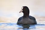 Blässralle Fulica atra