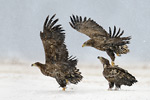 Seeadler Haliaeetus albicilla