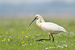 Löffler Platalea leucorodia