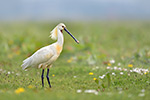 Löffler Platalea leucorodia