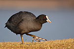 Blässralle Fulica atra