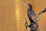 Kormoran Phalacrocorax carbo