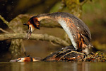 Haubentaucher Podiceps cristatus