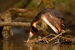 Haubentaucher Podiceps cristatus