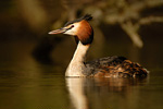 Haubentaucher Podiceps cristatus