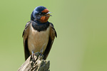 Rauchschwalbe Hirundo rustica