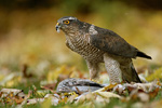 Sperber Accipiter nisus