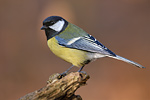 Kohlmeise Parus major